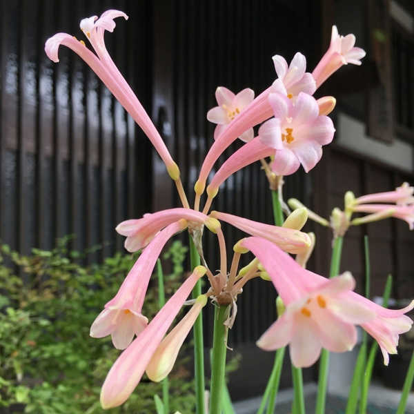 Ifafa Lily Bulbs