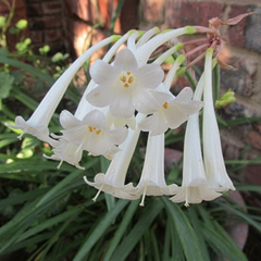 Ifafa Lily Bulbs