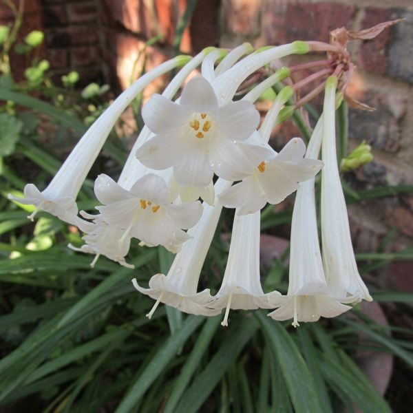 Ifafa Lily Bulbs
