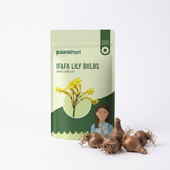 Ifafa Lily Bulbs