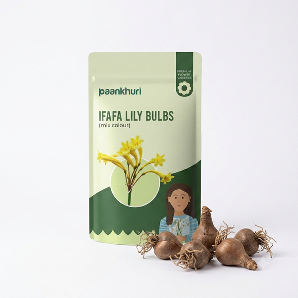 Ifafa Lily Bulbs
