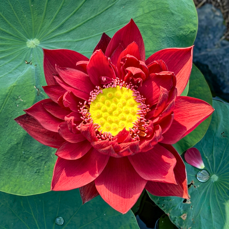 Drop Blood Lotus Tuber