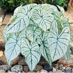 Caladium Bulbs