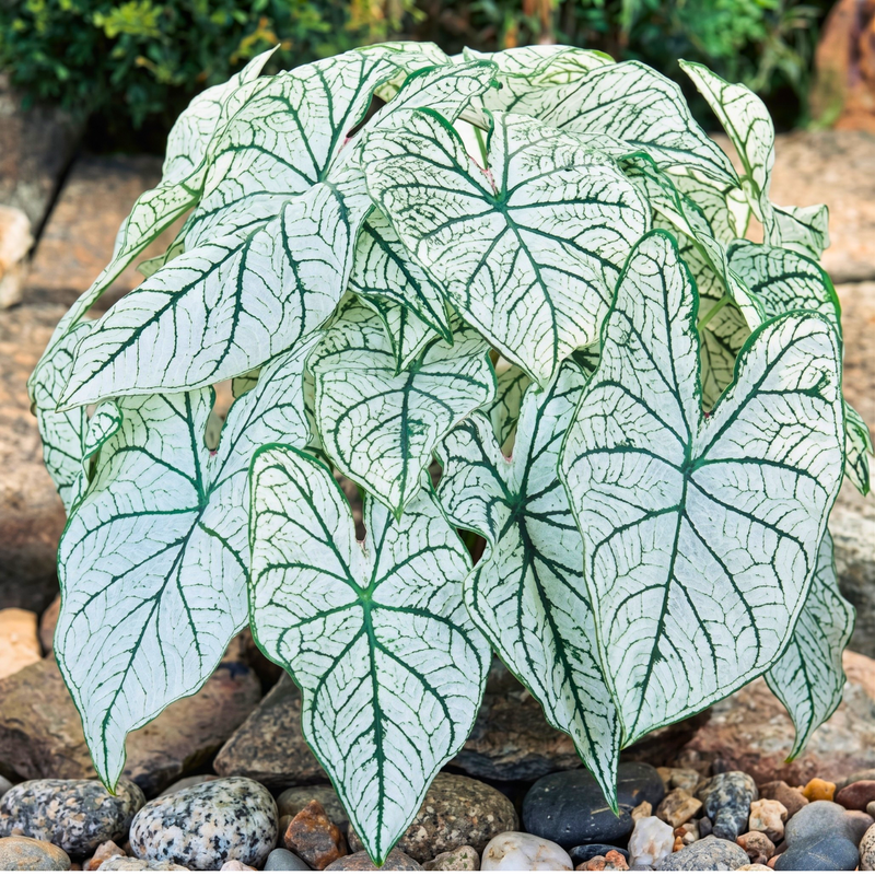 Caladium Bulbs
