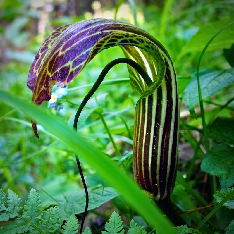 Snake Lily Flower Bulbs