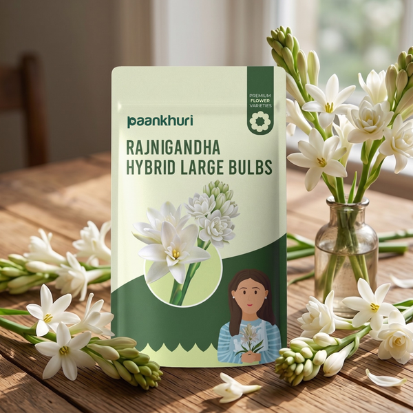 Rajnigandha Hybrid Large Bulbs