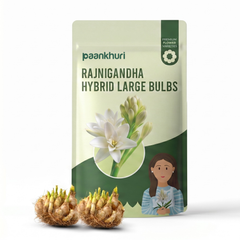 Rajnigandha Hybrid Large Bulbs