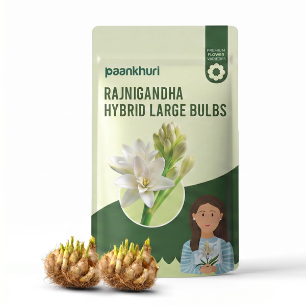 Rajnigandha Hybrid Large Bulbs