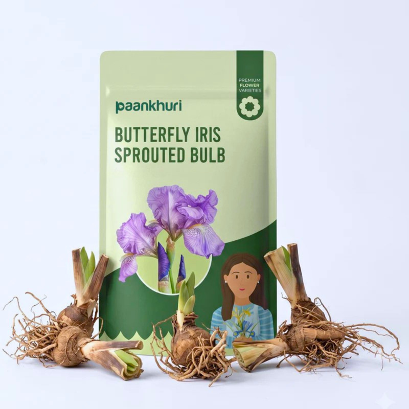 Butterfly Iris Sprouted Bulb