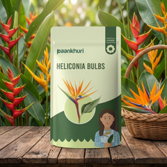 Heliconia Bulb