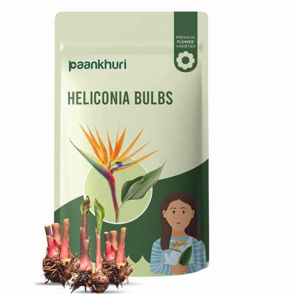 Heliconia Bulb