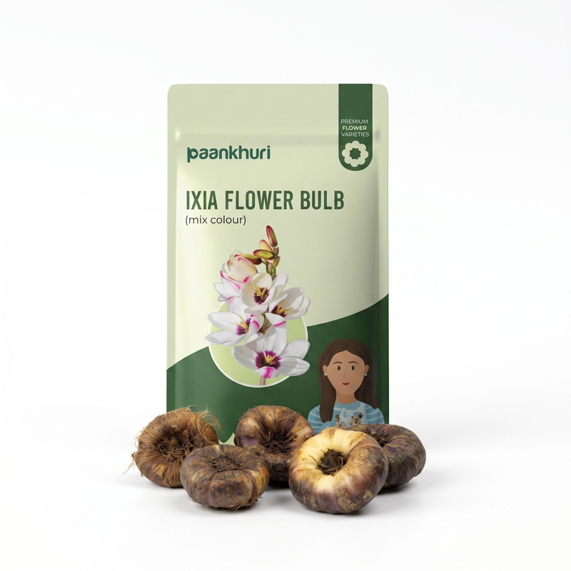 Ixia Flower Bulb