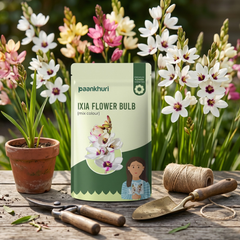 Ixia Flower Bulb