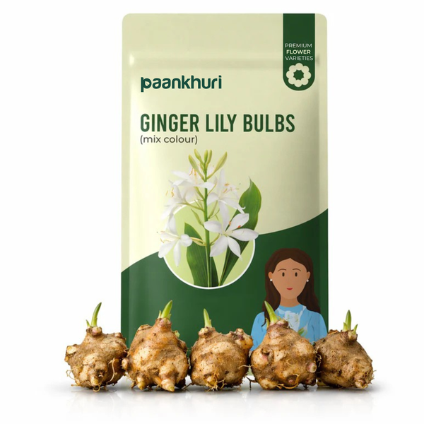 Ginger Lily Bulbs