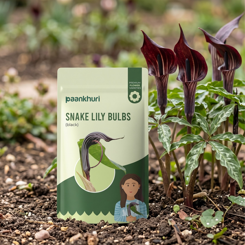 Snake Lily Flower Bulbs