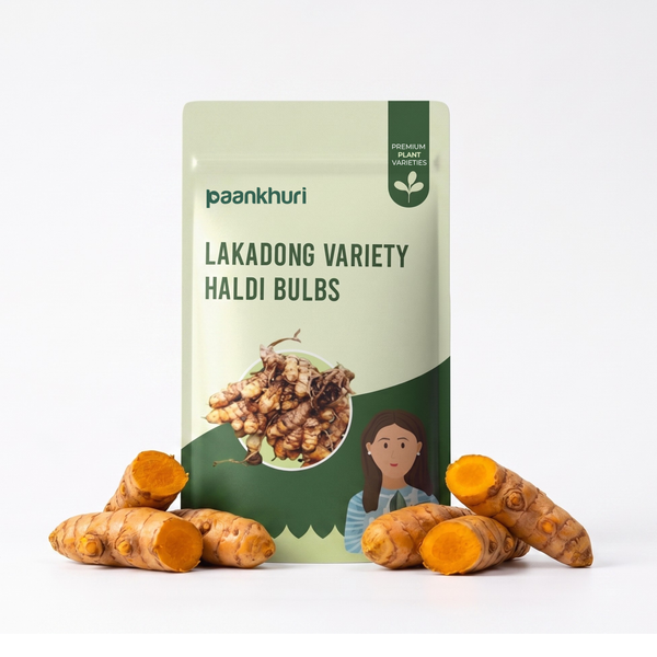 Lakadong Variety Haldi Bulbs