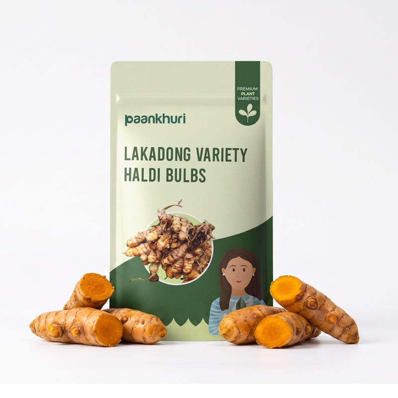 Lakadong Variety Haldi Bulbs