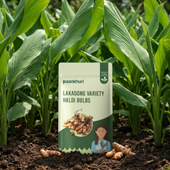 Lakadong Variety Haldi Bulbs