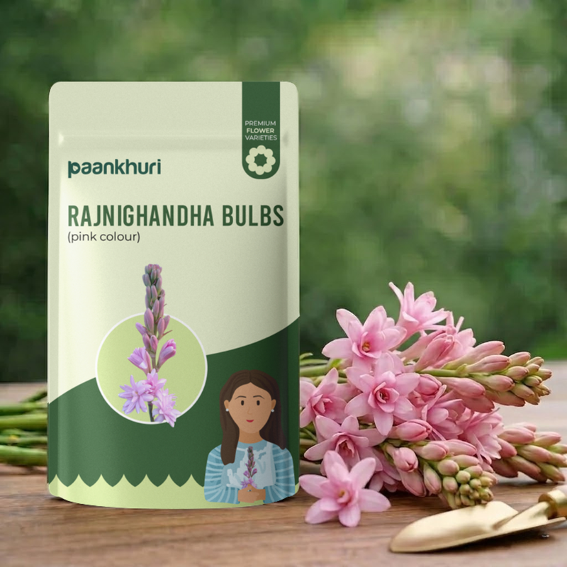 Double Petal Rajnigandha Bulbs