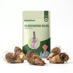 Double Petal Rajnigandha Bulbs