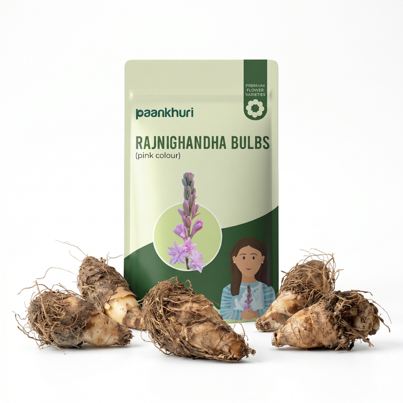 Double Petal Rajnigandha Bulbs