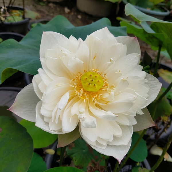 Lotus Tubers