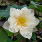 Lotus Tubers