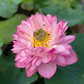 Lotus Tubers