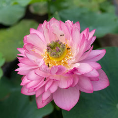 Micro Lotus Varieties