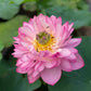 Micro Varieties Lotus Tubers