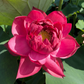 Lotus Tubers