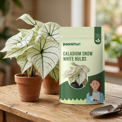 Caladium Bulbs