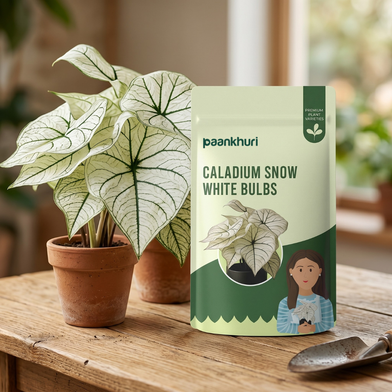 Caladium Bulbs