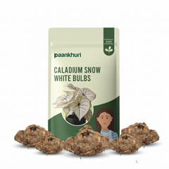 Caladium Bulbs