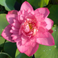 Lotus Tubers