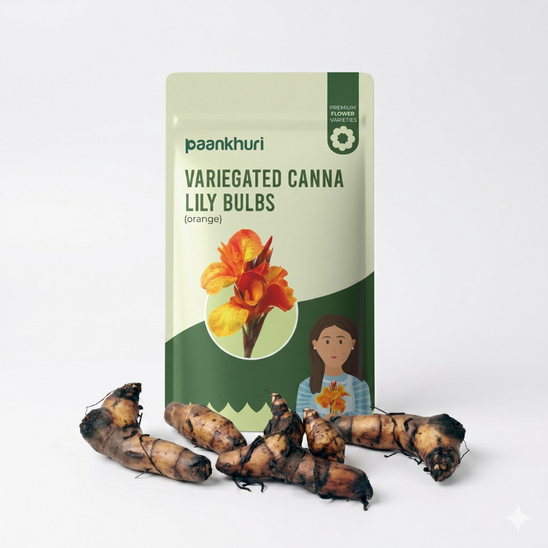 Variegated Canna Lily
