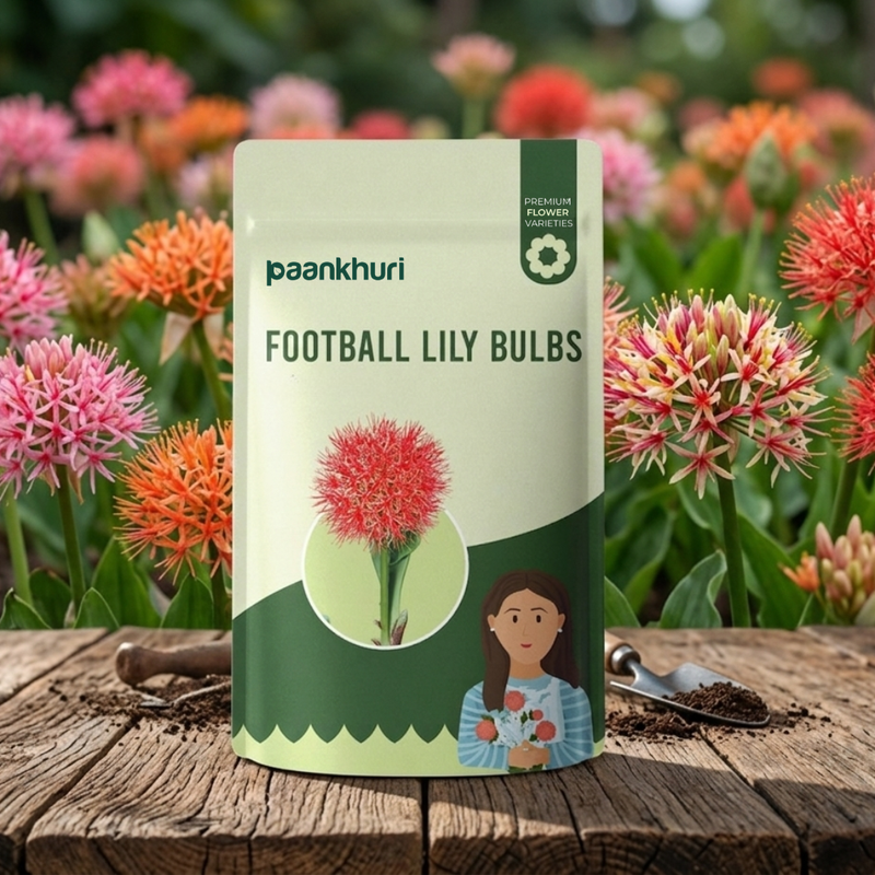 Football Lily Bulbs