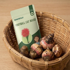 Football Lily Bulbs