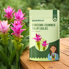 Curcuma Summer Tulip Bulbs