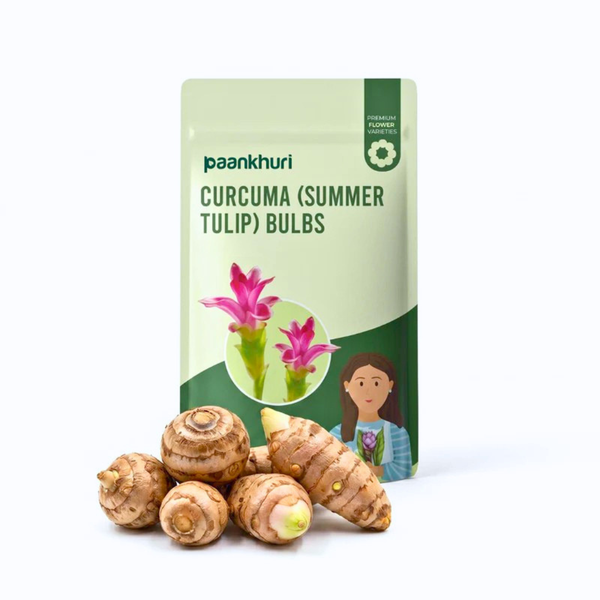 Curcuma Summer Tulip Bulbs