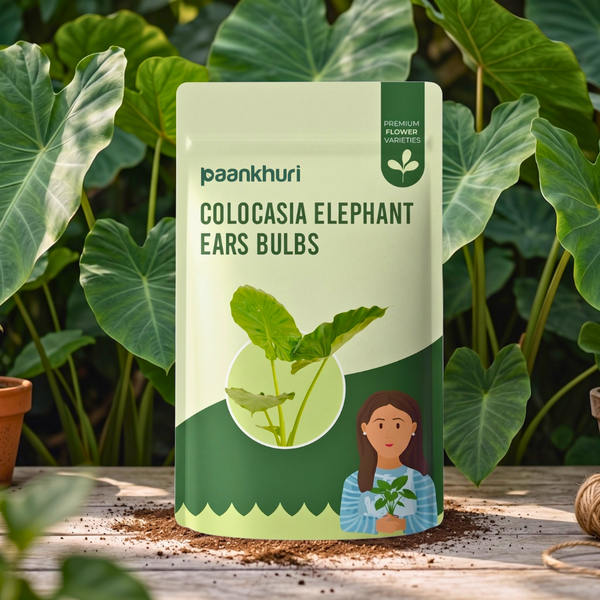 Colocasia Elephant Ear Bulbs