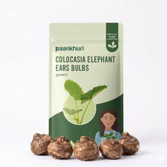 Colocasia Elephant Ear Bulbs