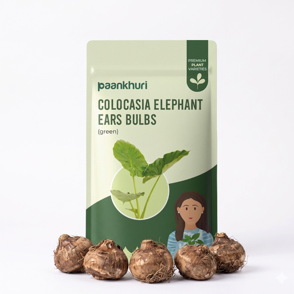 Colocasia Elephant Ear Bulbs