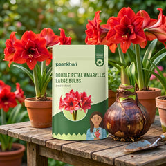 Double-Petal Amaryllis Lily Bulbs