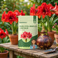 Double-Petal Amaryllis Lily Bulbs