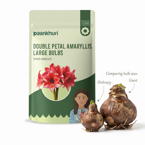 Double-Petal Amaryllis Large Bulbs