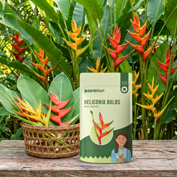 Heliconia Bulb