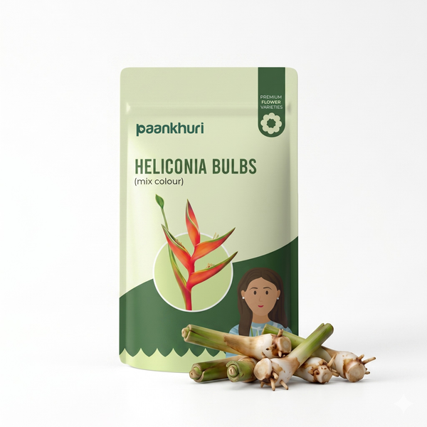 Heliconia Bulb