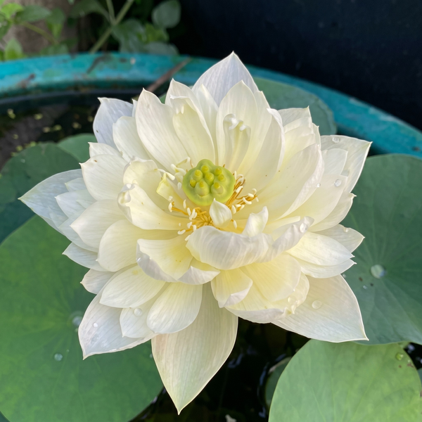 Thai Hu Love Deep White Lotus Tubers