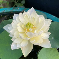 Rare & Exotic Varieties Lotus Tubers